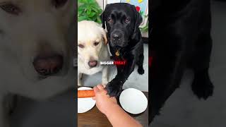 The black dog was so hungry🥺