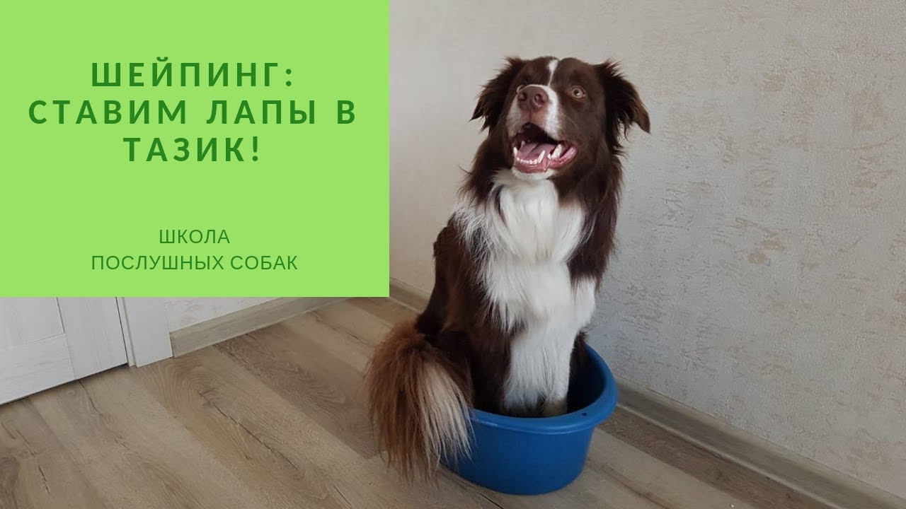 Шейпинг с собакой