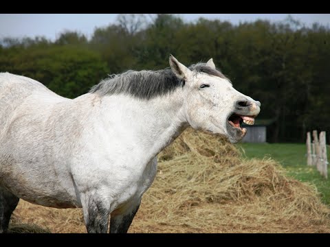 Video: Când au caii nevoie de potcoave?