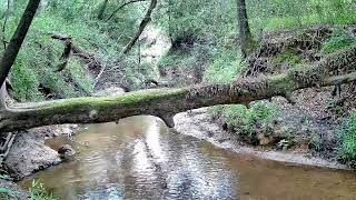 Texas Trail Cam  Four Months in 55 minutes