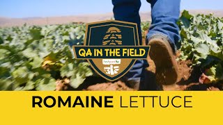 QA in the Field: Romaine Lettuce