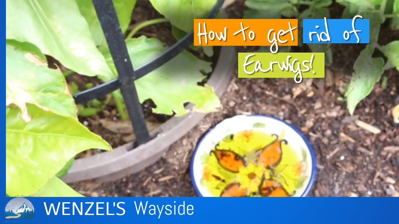 How to Get rid of Earwigs a Natural Way