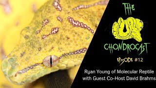 Celebrity The ChondroCast Episode #12 - Ryan Young of Molecular Reptile Wealth
