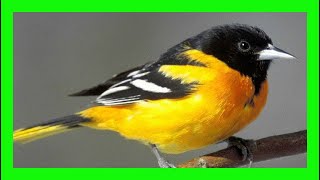 Baltimore Oriole Bird Song, Sound, Call,Chirp - Turpial De Baltimore Canto - Icterus Galbula