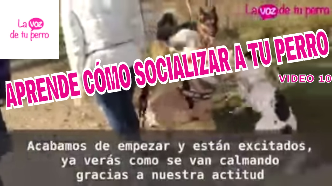 Cómo socializar a mi perro con otros (18 Febrero 2017)