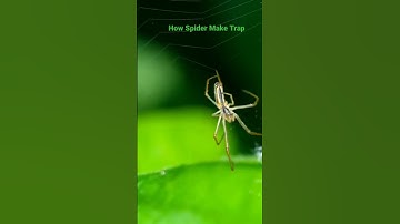 How Spider Make Trap #shorts #shortsvideo