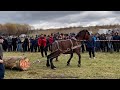 Коні Ваговози. Супер Проба 2 Куба. Коні Ваговози!!!🔥🔥🔥🐴🐴🐴