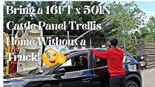 DIY: How to Transport a 16ft x 50in Cattle Panel  Trellis Without a Truck – Easy Step-by-Step Guide