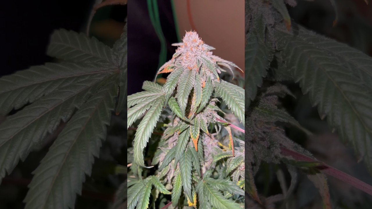 Grand Daddy Purp Harvest 