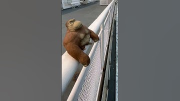 Squishy Stress Relief  monky Toy for Kids and Adults - Splat Monky #funnyvideos #monkeytoy #birthday