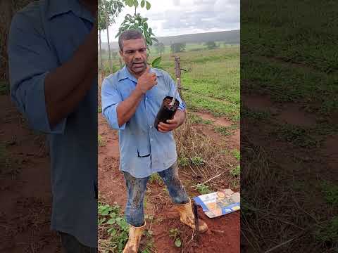 Vídeo: Replantando uma planta de seringueira: aprenda quando e como replantar plantas de seringueira