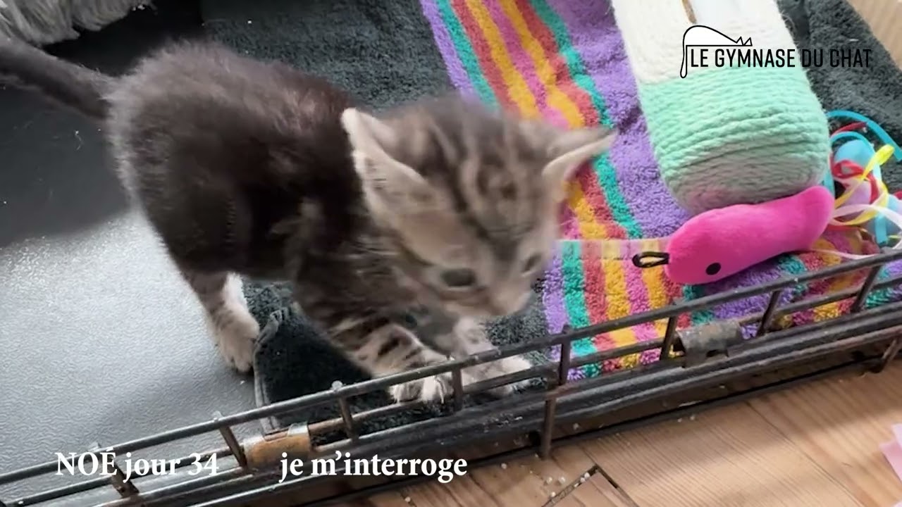 Noé je chat jour 34 : on se pose des questions