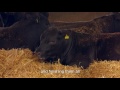 Scotland's Beef Event - Host Farm