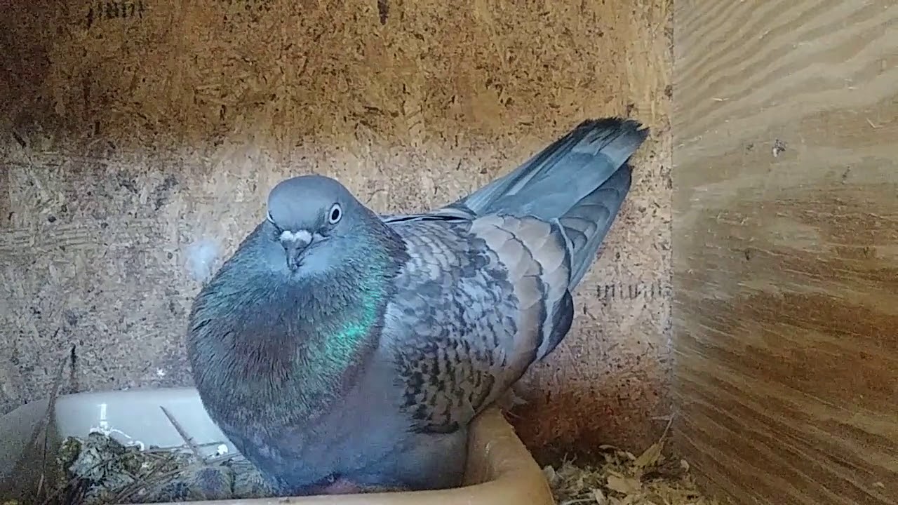 Great bedding for the pigeons.. YouTube