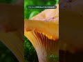 Discover the Fascinating World of Macro with the TAMRON 90mm F2.8 MACRO #withmytamron #macrolens