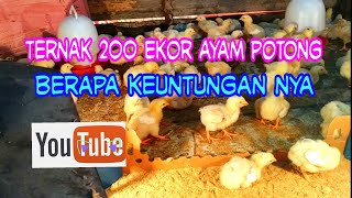 Review Berapa Habis Pakan, Biaya dan Keuntungan 100 Ayam Ternak Rumahan. 