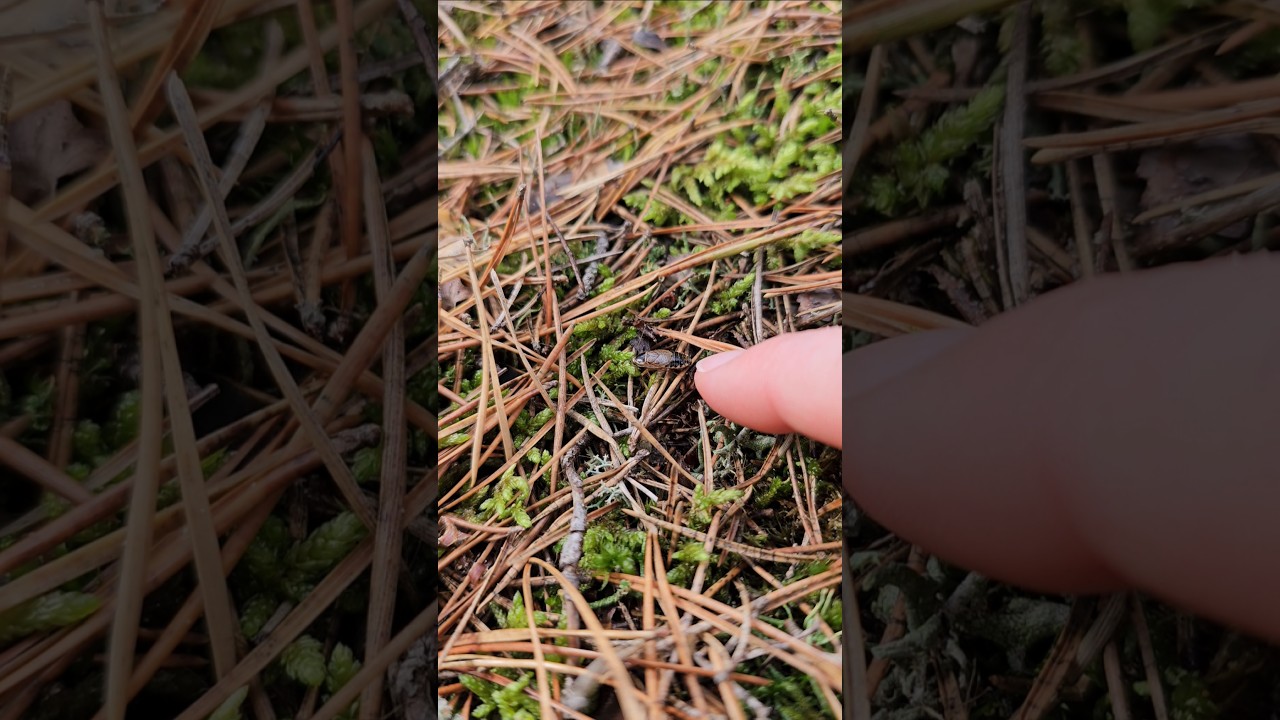 Meža prusaks / The forest cockroach (Ectobius sylvestris) 