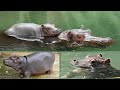 Hippo family