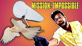 பரந்து Pochaaaa 🙀 Cockatiel Mission impossible 😭| V2BIRDS | #cockatielbreedingtips #birds screenshot 5