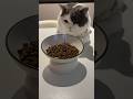 Cat Comedy Moments