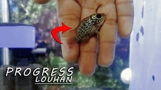 Progres Burayak Ikan Louhan Kamfa F2 | My Name is Riot.. || Ikan Hias