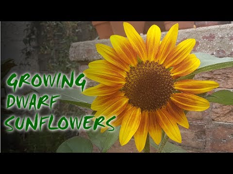 Видео: Teddy Bear Sunflower Info: узнайте, как вырастить Teddy Bear Sunflower