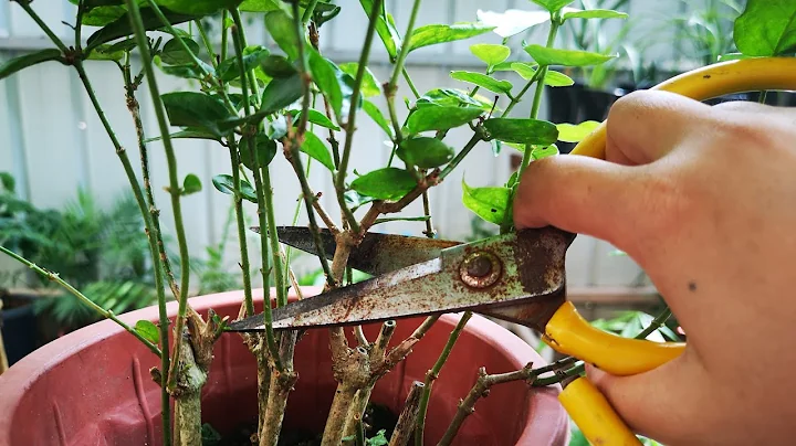 茉莉花一入冬就掛掉？養護做好這3步，安全越冬不難 - 天天要聞