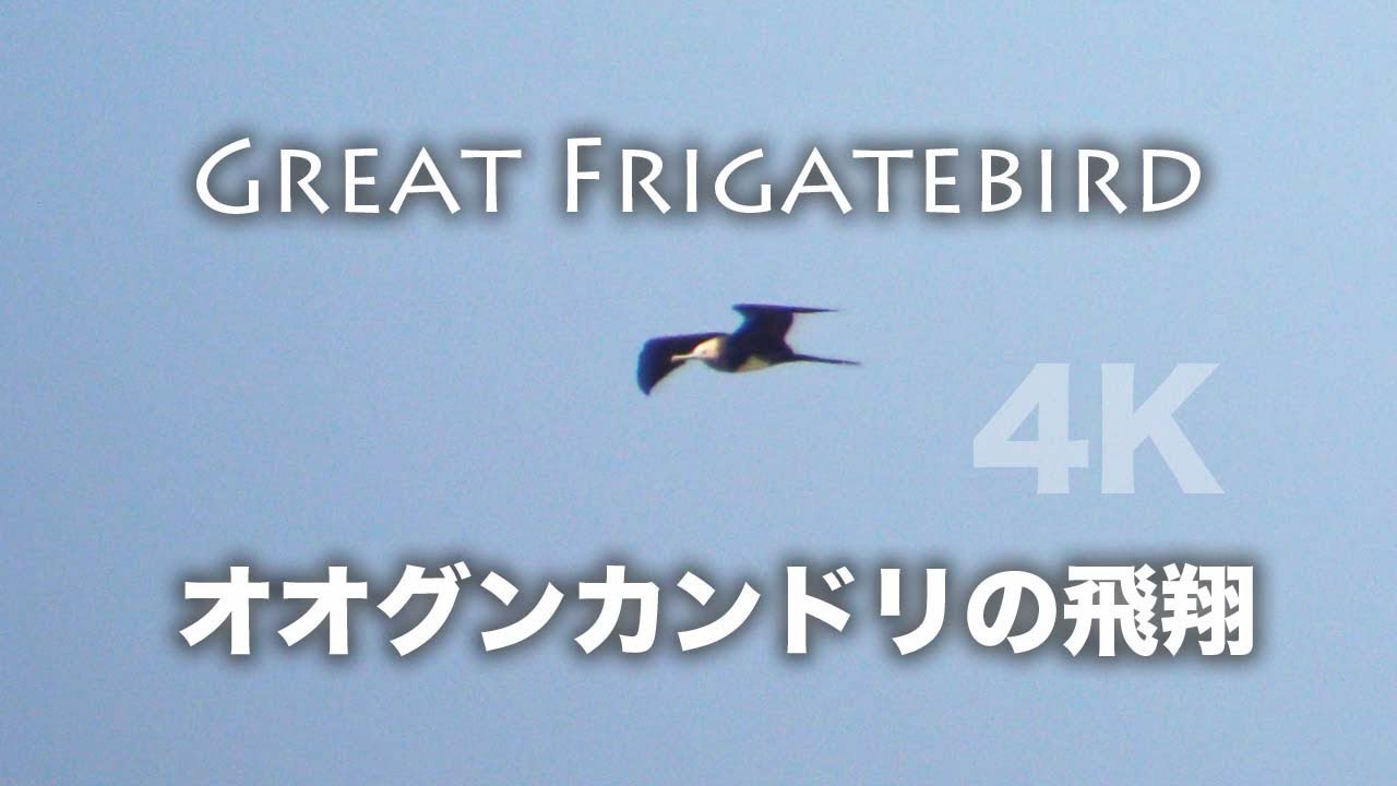 野鳥撮影 オオグンカンドリの恩返し 治療してくれた病院へ帰ってきた珍鳥 Youtube 野鳥撮影 オオグンカンドリの恩返し 治療してくれた病院へ帰ってきた珍鳥 Youtube