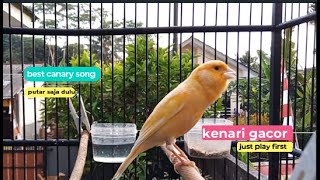 Kenari gacor Birds Singing Withhout Music, Relaxing Nature Sounds _ الكناري _ episode 405