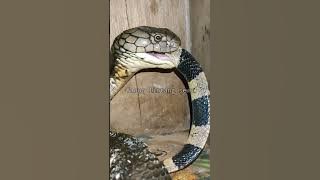 KING COBRA MELAHAP ULAR WELANG
