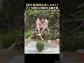 【夏の風物詩を楽しむ2人】スイカ割りに挑戦する藤井風☀️🍉🪰 #藤井風 #fujiikaze #shorts #ytshorts #面白い #夏 #夏休み #夏の思い出 #スイカ #スイカ割り