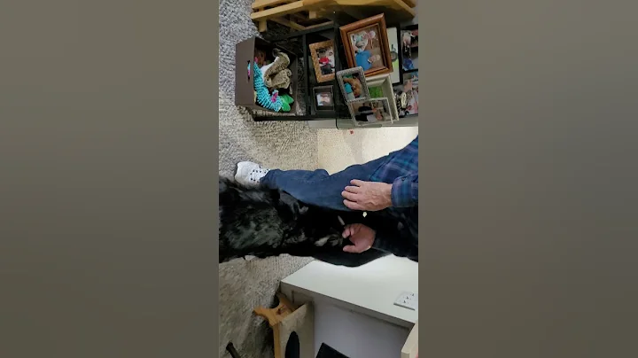Thanksgiving 2021 with the dogs