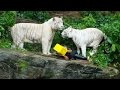 10 Horrifying Zoo Accidents