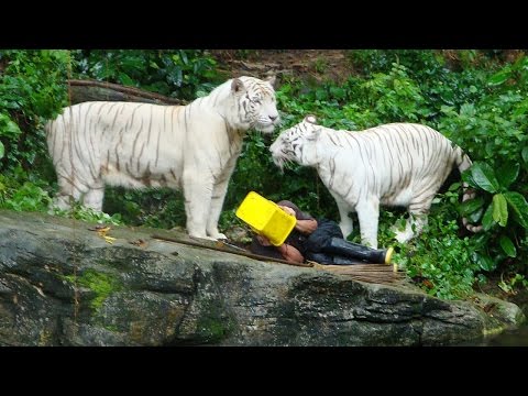 Video: Läskig Incident I Den Brittiska Zoo