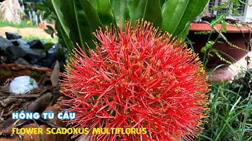 Hoa Hồng Tú Cầu hoa đẹp rực rỡ, Dễ trồng chịu nắng nóng cực tốt cho khu vườn nhà bạn