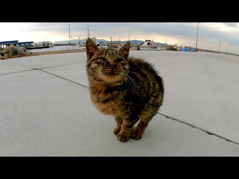 どこまでも付いてくる子猫