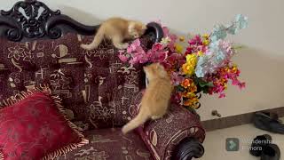 Cherry and Her Kittens Playing | Cute Persians Playing by Persian Cat 46 views 6 months ago 1 minute, 59 seconds