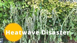 Heatwave Tomato Plants Disaster | UK Heatwave | Extreme Temperature | Vegetable Garden