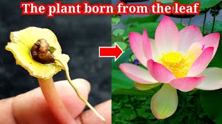 The latest method of propagating plants from water lily leaves | water lily plants cultivation