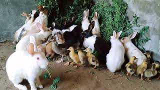 rabbit is a longheld superstition thought to bring about by Ducklings&Bunnies 228 views 2 weeks ago 2 minutes, 12 seconds