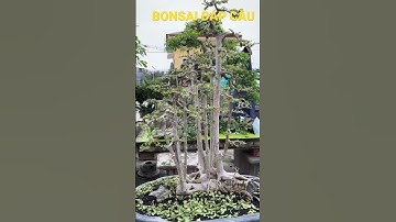 Cụm rừng Hoa Giấy bonsai # Bonsai Đáp Cầu #shorts #bonsai