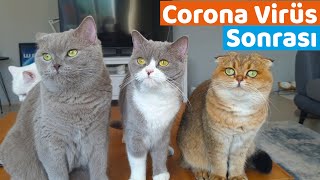 KEDİLERİMİZDE SON DURUMLAR NE ?  (Corona Virüsü Sonrası Sohbet )