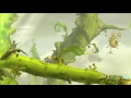Rayman legends  orchestral chaos