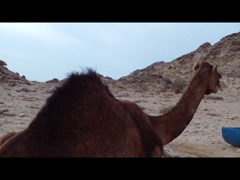 علاج البشمه عند الإبل الطبيب الشعبي للابل ابو بشار
