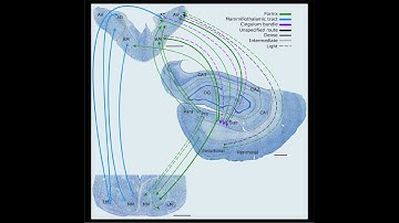 Hebbian learning in Capuchi-Net and the evolution of language pragmatics p2