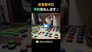 りんた「お食事中に予約失礼します♪」【会話ボタンでしゃべる犬】 #shorts #犬
