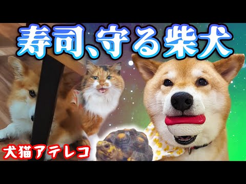 【犬猫アテレコ】柴犬は何故、寿司を離さないのか？