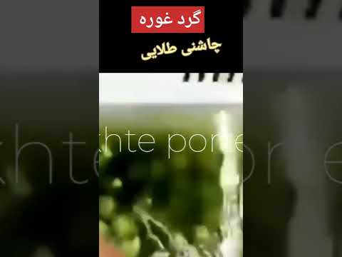 گرد غوره چاشنی طلایی در درخت پرتقال