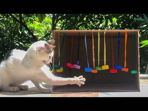 Vídeo: Gatos Smooshed Em Mesas De Vidro Irá Trazer Felicidade Instantânea