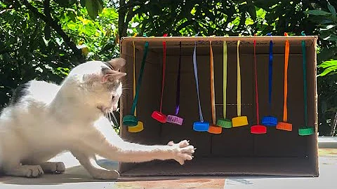 Como fazer um brinquedo para gato com caixa de papelão?